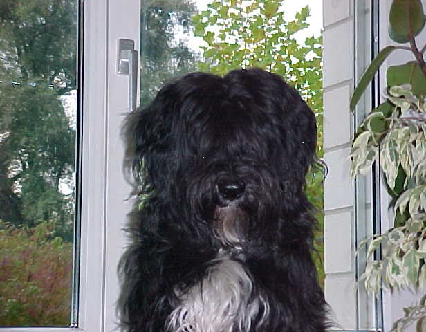 Sherbo1 Vorderansicht (2)