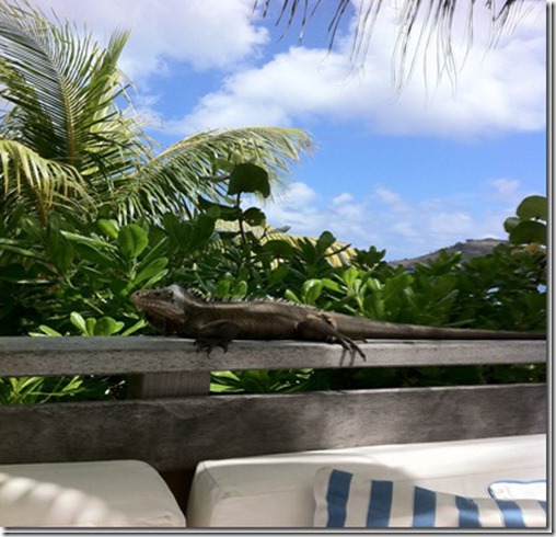 foto-1_thumb.jpg Leguan Eigenes Foto